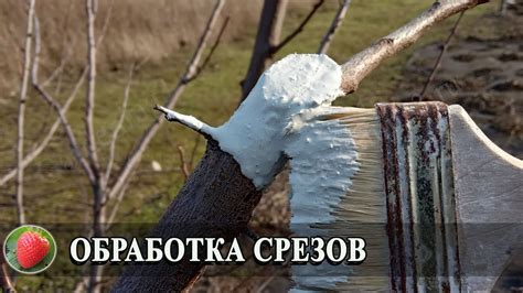 Почему необходима замазка для срезов плодовых деревьев?