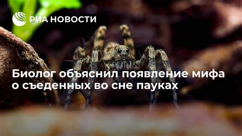 Появление пауков во сне