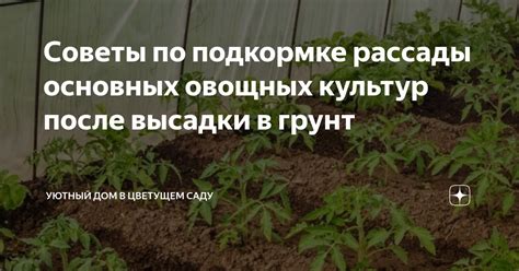 Правила и рекомендации по размещению овощных культур