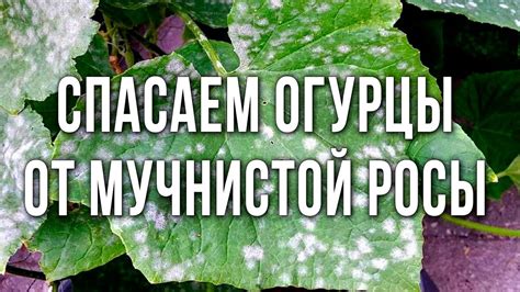 Правильное проведение обработки огурцов от мучнистой росы