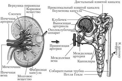 Правый почечный уголек - анатомия и функция