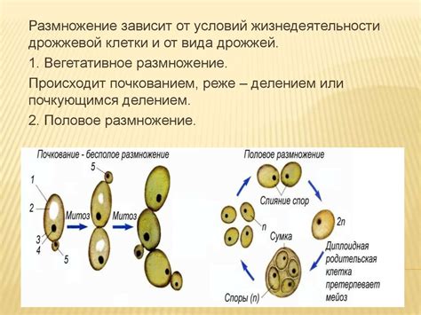 Предварительное размножение дрожжей