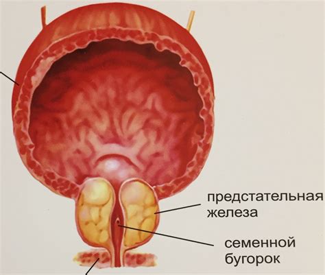 Предстательная железа