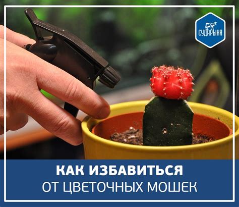 Предупреждающие меры для избежания появления маленьких мошек