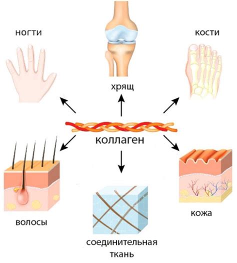 Преимущества коллагена 2 типа