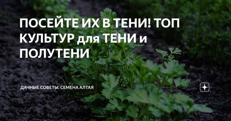 Преимущества культур в полутени