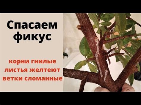 Преимущества фикуса и советы по уходу