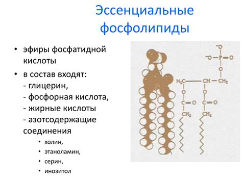 Преимущества эссенциальных фосфолипидов