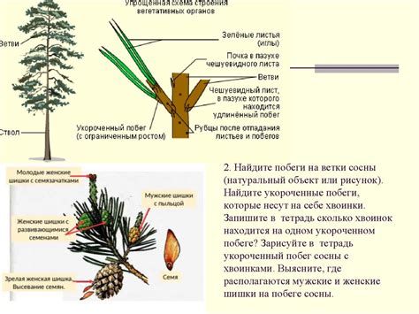 Привой - это растение, на которое переносят ветки и побеги другого растения.