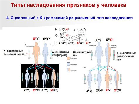 Признаки, передаваемые по наследству