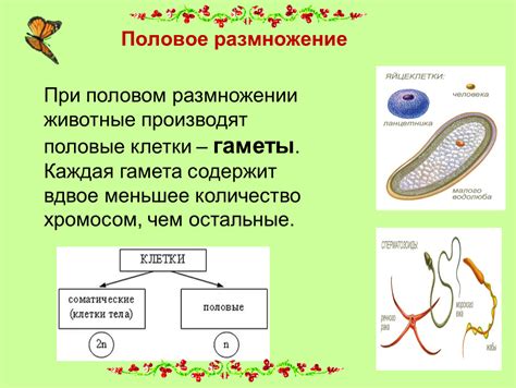 Признаки и особенности гамет