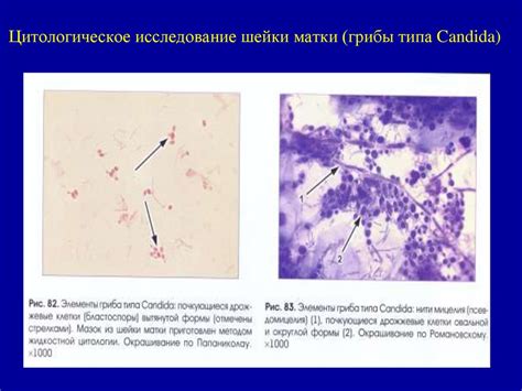 Применение цитологии в медицине и науке