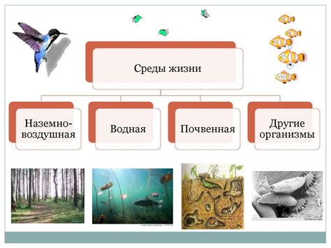 Примеры взаимосвязи места обитания и экологической ниши