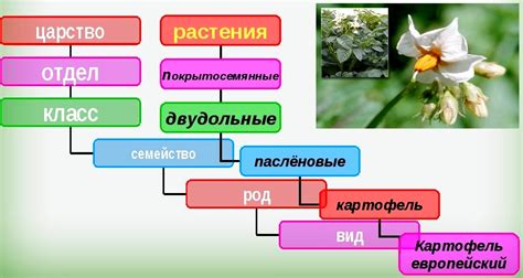 Примеры практического применения систематических групп в биологии