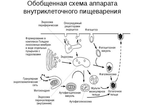 Примеры процесса внутриклеточного пищеварения