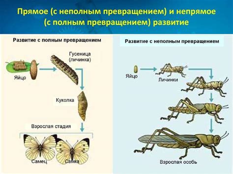 Примеры слоевищ в биологии