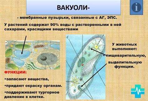 Принцип действия сократительной вакуоли