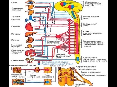 Принцип работы симпатической и парасимпатической системы: координация деятельности организма