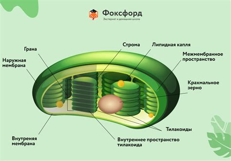 Присутствие хлоропластов