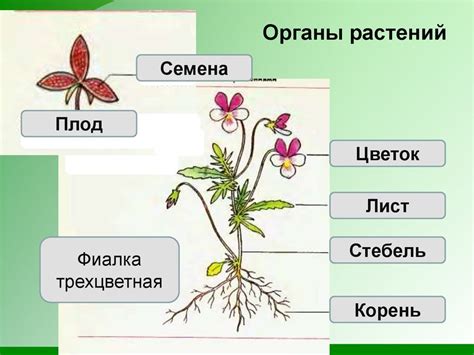 Присутствие цветков у растений