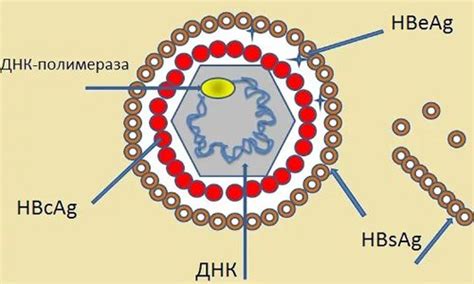 Причины возникновения Igg к Hbsag положительный