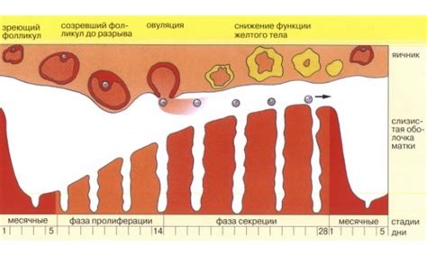 Причины коричневых выделений на 12 день цикла