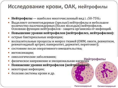 Причины повышения нейтрофилов у взрослого