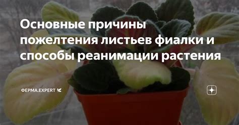 Причины пожелтения внутренней части растения