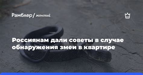 Причины появления змеи в квартире