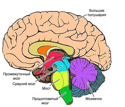 Причины расширения базальных цистерн головного мозга