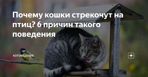 Причины такого поведения птиц