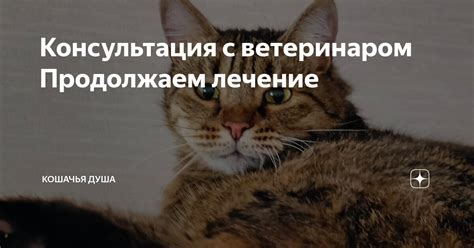 Проведите предварительную консультацию с ветеринаром