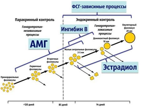 Производство антимюллеров гормона и его функции