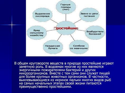 Простейшие: важная роль в экосистемах