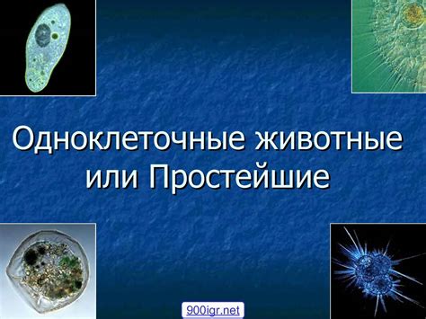 Простейшие организмы: что их отличает от других?