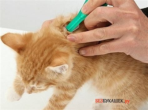 Профилактика блох у котят