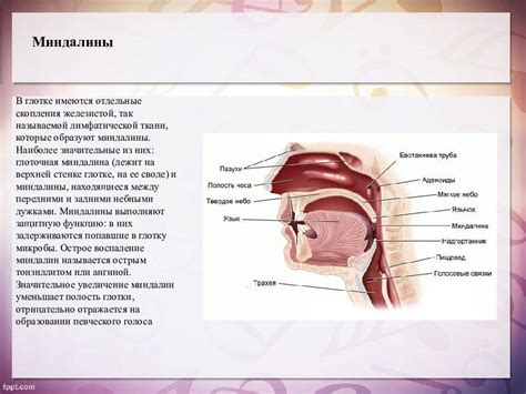 Профилактика увеличенных гланд