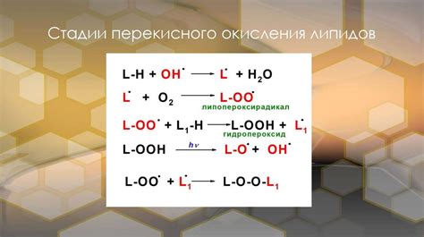 Процессы образования липидов