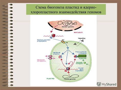 Процессы рибосомальной биогенеза