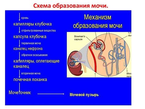 Процессы фильтрации и образования мочи