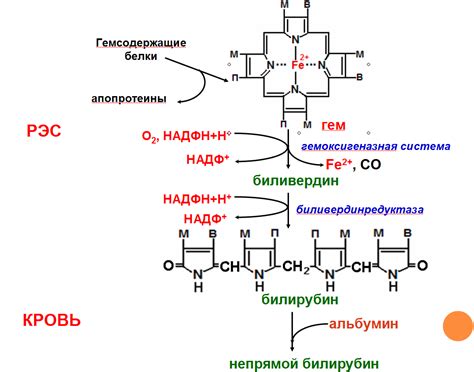 Процесс выработки гемоглобина
