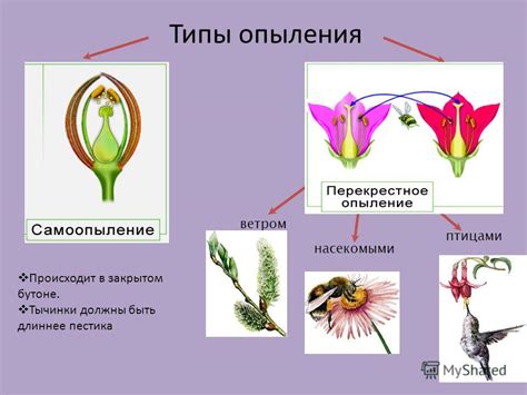 Пыльценосность и опыление