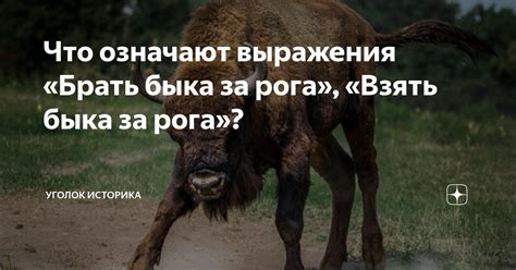 Разбор значения выражения "взять быка за рога"