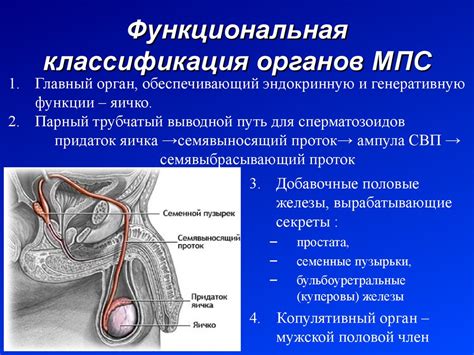 Развитие и функционирование половых органов