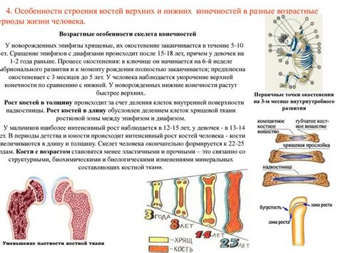 Развитие костей и мышц