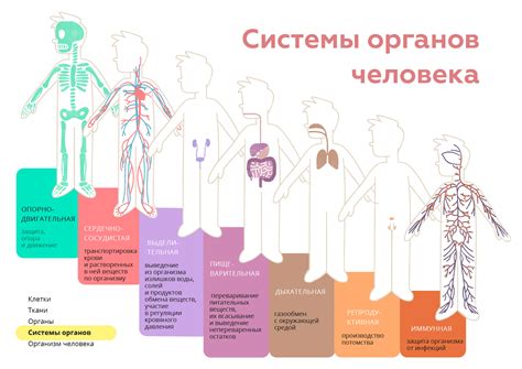 Развитие органов и систем организма