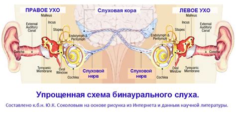 Развитие слухового аппарата