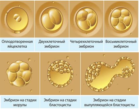 Развитие эмбриона и его взаимодействие с маткой