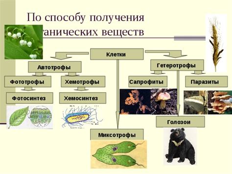 Различия между автотрофами и гетеротрофами