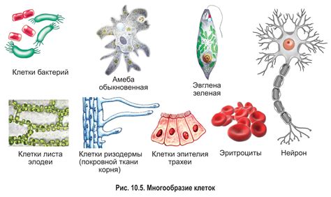 Различные виды клеток и их роли